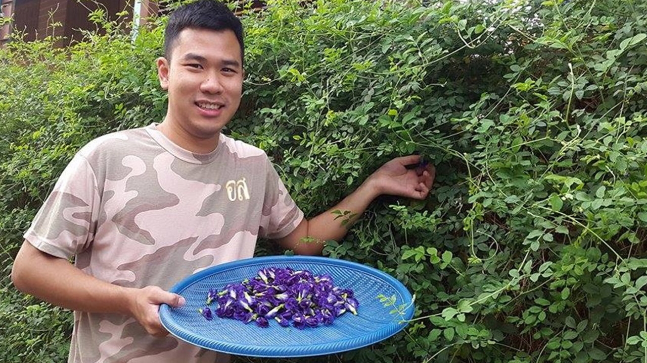  ปลัดหนุ่มชีวิตดี๊ดี! ปลูกอัญชันริมรั้ว เก็บดอกขายมีรายได้ตลอดปี     
