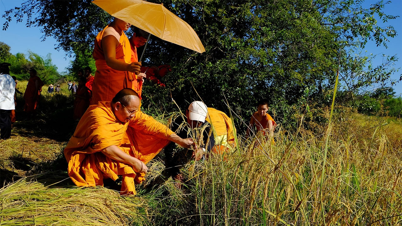 หลายจว.ร่วมใจช่วยชาวนา-เจ้าอาวาสวัดดังหนองคาย นำพระเณร ลงแขกเกี่ยวข้าว