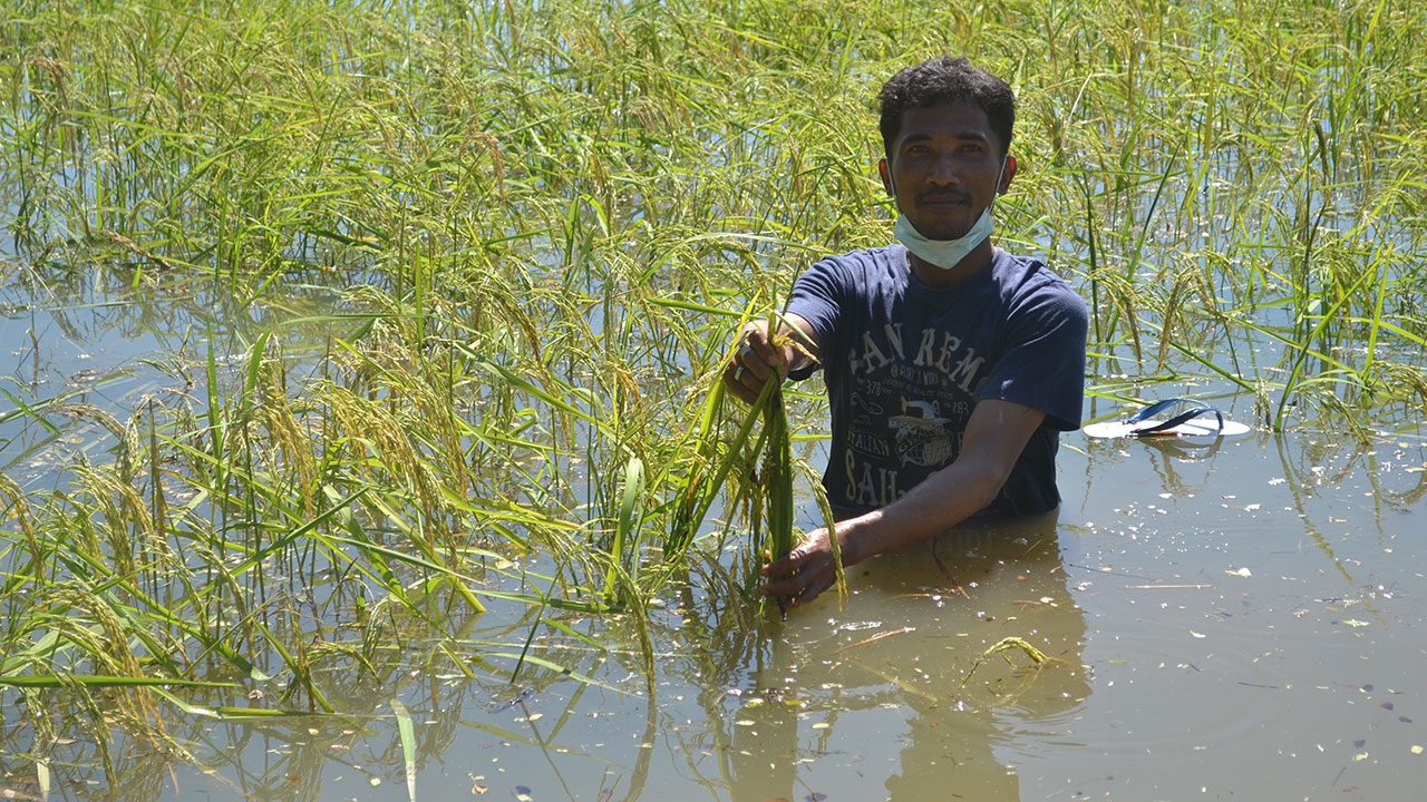 ชาวนาชัยภูมิ ระทมซ้ำ ฝนถล่มหนัก นาข้าวกำลังออกรวงจมน้ำนาน 3 วัน