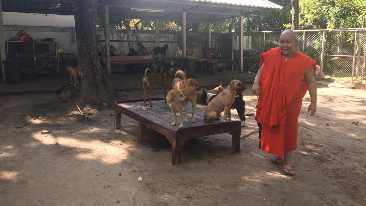 ขอให้สิ่งศักดิ์สิทธิ์ลงโทษ! วัดเชียงใหม่ ทนไม่ไหว แช่งคนนำหมามาปล่อย