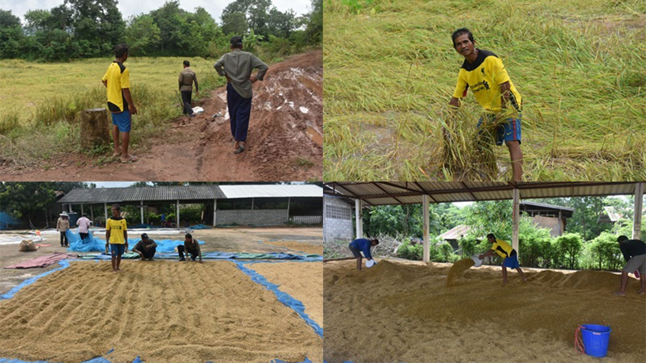 ชาวนาชัยภูมิร้องหน่วยงานรัฐช่วยเหลือ หลังโดนฝนหลงฤดูซัดน้ำท่วมขังสูง