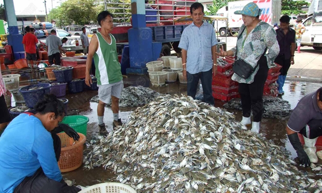 เร่งเช็คคุณภาพน้ำทะเลที่ชุมพรหลังปูม้าลอยเป็นแพ 