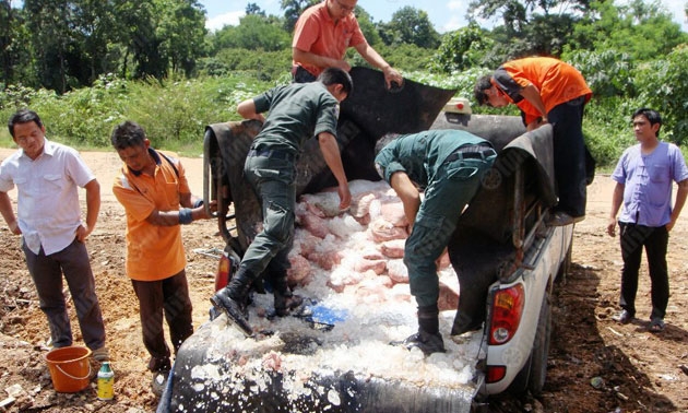 ไก่เน่าโผล่น่าน จับคารถ1.3ตัน กลิ่นเหม็นหึ่ง!