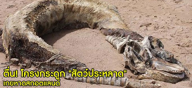 ตื่น! โครงกระดูก "สัตว์ประหลาด" เกยหาดสกอตแลนด์