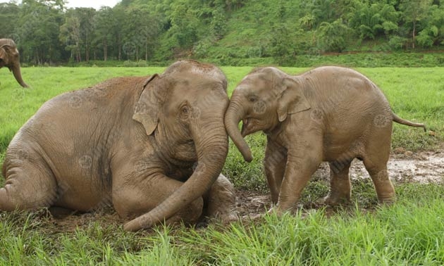 'ศูนย์อภิบาลช้างภาคเหนือ' ติดอันดับ 1 แหล่งท่องเที่ยวของคนรักสัตว์ 