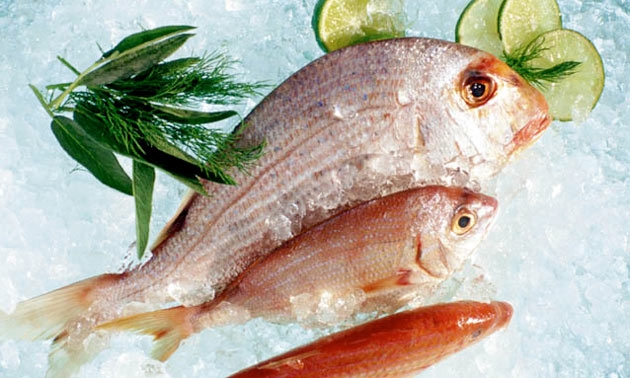 ประโยชน์ของน้ำมันปลา (Fish Oil)