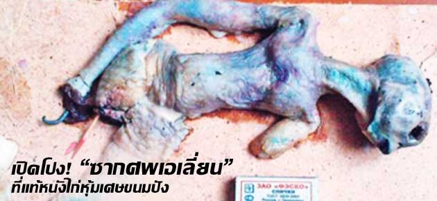 เปิดโปง! "ซากศพเอเลี่ยน" ที่แท้หนังไก่หุ้มเศษขนมปัง