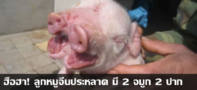 ฮือฮา! ลูกหมูจีนประหลาด มี 2 จมูก 2 ปาก