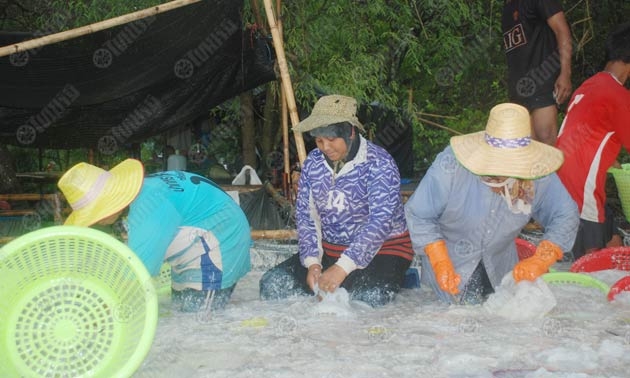 ชาวตรังโอดสูญรายได้นับพัน เหตุจาก 'แมงกะพรุน'