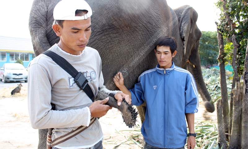 ล่าควาญลอบตัดขนหางช้าง ราคาสูงเหยียบ3หมื่น