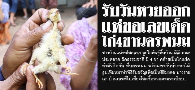 แห่ขอเลขเด็ด รับวันหวยออก ไก่4ขาที่นครพนม