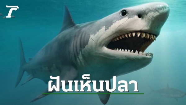 .ฝันเห็นปลา แต่ละชนิดมีความหมายอย่างไรบ้าง.