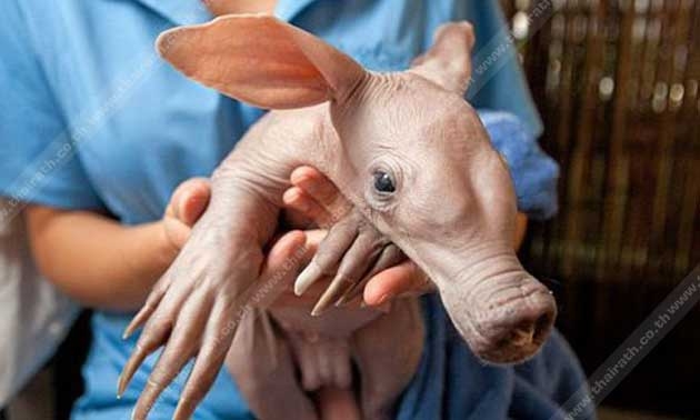 อาร์ดวาร์กหมูดินจอมขุด ปีนี้มีแปลก..เกิดมาไร้ขน