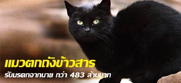 แมวตกถังข้าวสาร รับมรดกจากนาย กว่า 483 ล้านบาท