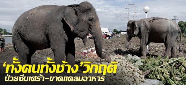 'ทั้งคนทั้งช้าง'วิกฤติ ป่วยซึมเศร้า-ขาดแคลนอาหาร