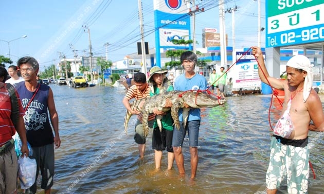 ชาวบ้านบางบัวทองจับตายจระเข้ 2 ตัว