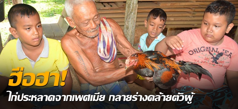 ฮือฮา! ไก่ประหลาดจากเพศเมีย กลายร่างคล้ายตัวผู้ 