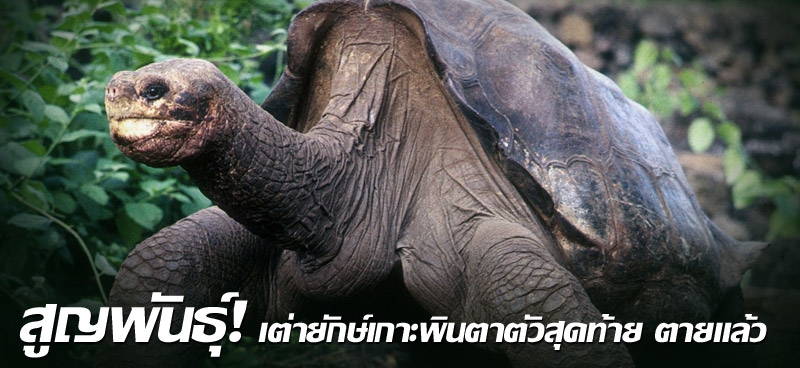 สูญพันธุ์! เต่ายักษ์เกาะพินตาตัวสุดท้าย ตายแล้ว