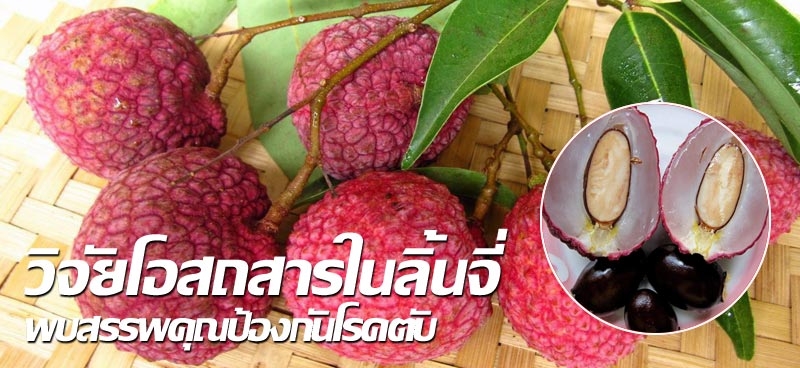 วิจัยโอสถสารในลิ้นจี่ พบสรรพคุณป้องกันโรคตับ