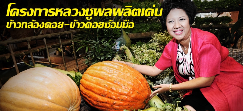 โครงการหลวงชูผลผลิตเด่น ข้าวกล้องดอย-ข้าวดอยซ้อมมือ