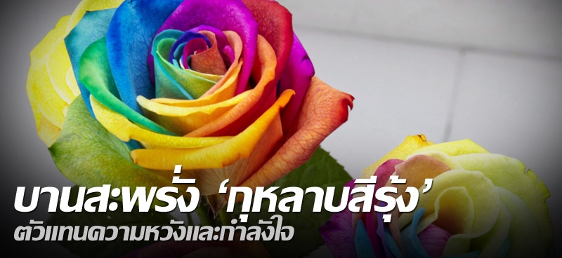 บานสะพรั่ง "กุหลาบสีรุ้ง" ตัวแทนความหวังและกำลังใจ