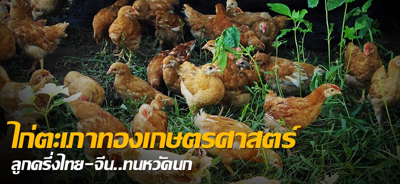 ไก่ตะเภาทองเกษตรศาสตร์ ลูกครึ่งไทย-จีน..ทนหวัดนก