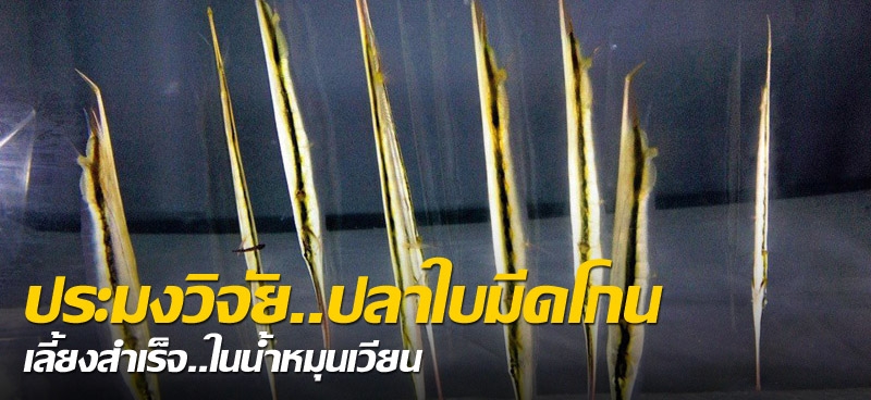 ประมงวิจัย..ปลาใบมีดโกน เลี้ยงสำเร็จ..ในน้ำหมุนเวียน