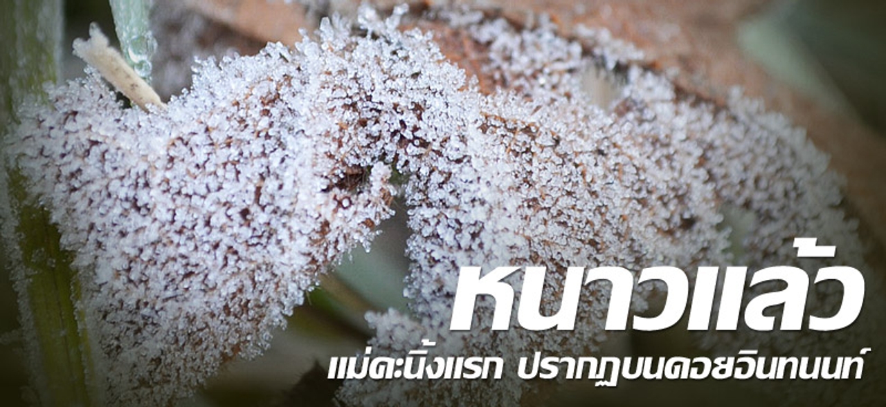 หนาวแล้ว แม่คะนิ้งแรก ปรากฏบนดอยอินทนนท์ 