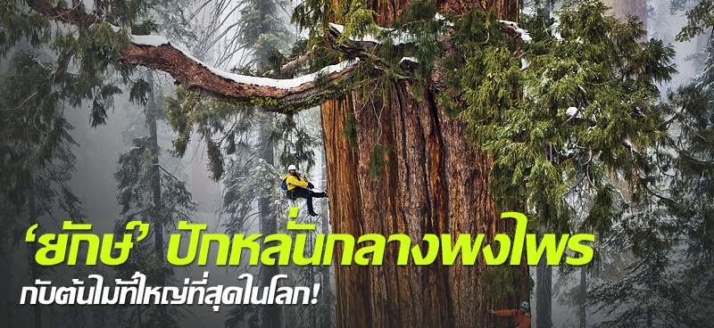'ยักษ์' ปักหลั่นกลางพงไพร กับ ต้นไม้ที่ใหญ่ที่สุดในโลก! 