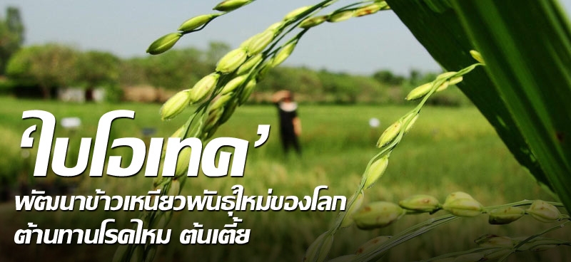 'ไบโอเทค' พัฒนาข้าวเหนียวพันธุ์ใหม่ของโลก ต้านทานโรคไหม ต้นเตี้ย