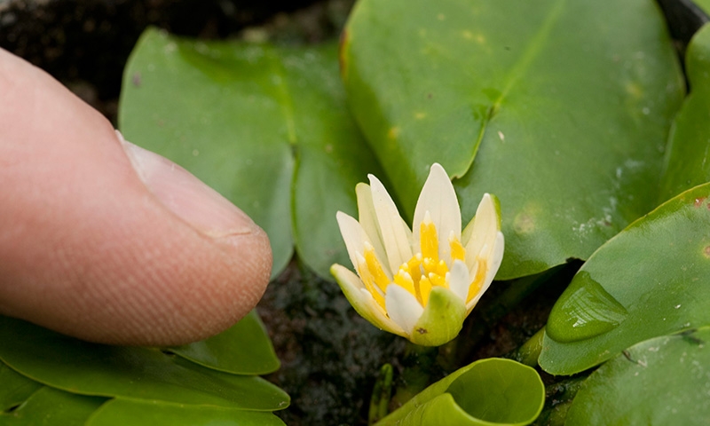 มือมืดขโมยดอกบัว'เล็กสุดในโลก' จากสวนพฤกษศาสตร์ในลอนดอน