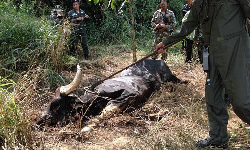 ย้าย 'หัวหน้าอุทยานกุยบุรี' เซ่นกระทิงตาย 16 ตัว