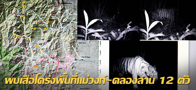 พบเสือโคร่งพื้นที่แม่วงก์-คลองลาน 12 ตัว