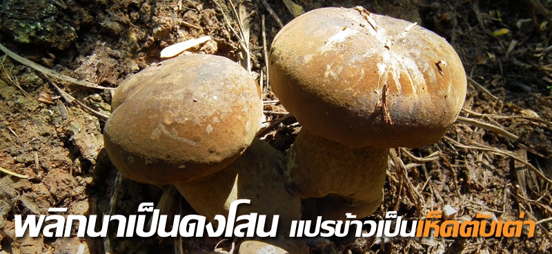 พลิกนาเป็นดงโสน แปรข้าวเป็นเห็ดตับเต่า