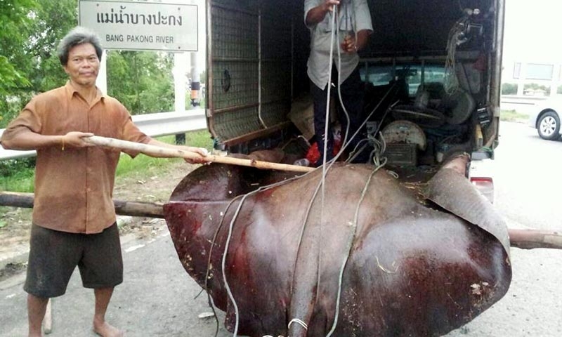 สลดกระเบนราหูยักษ์ ลอยตายแม่น้ำบางปะกงคาดช็อก