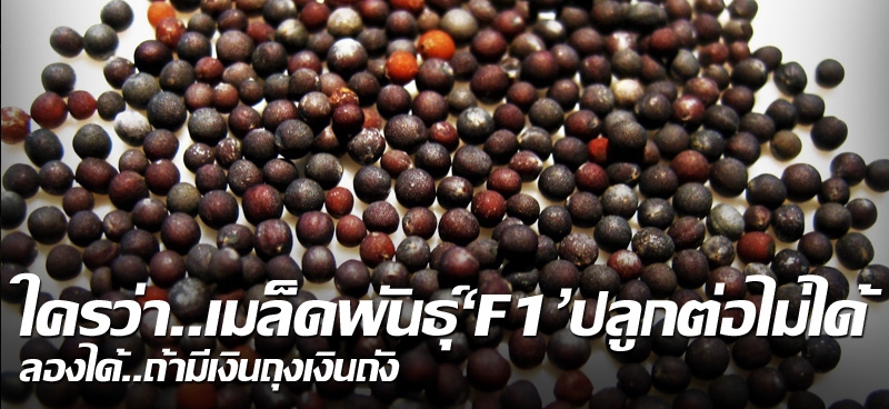 ใครว่า..เมล็ดพันธุ์ 'F1' ปลูกต่อไม่ได้ ลองได้..ถ้ามีเงินถุงเงินถัง