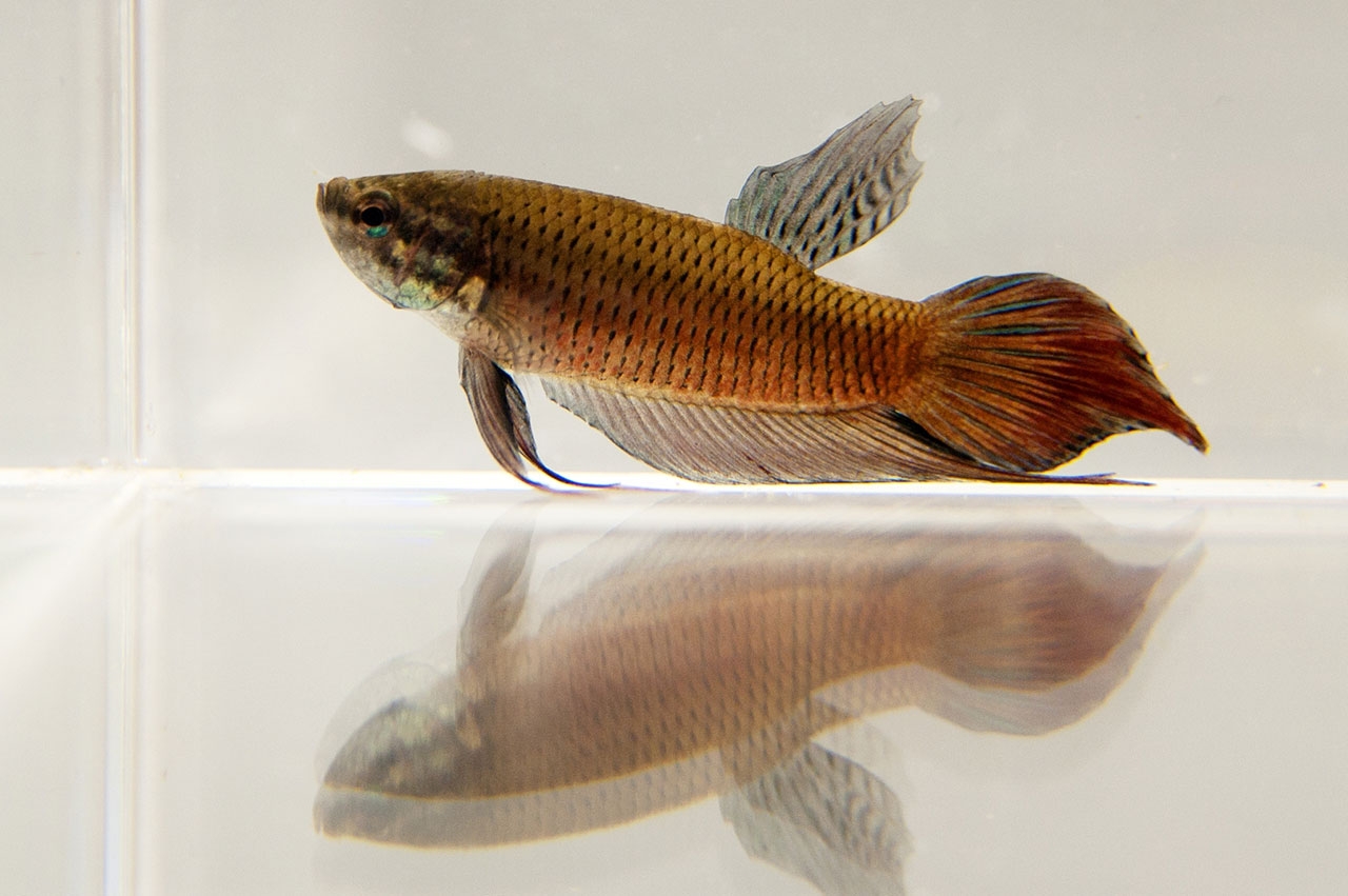 ปลากัดภาคกลาง หรือ Betta Splendens ปลากัดสายพันธุ์ไทยที่เป็นต้นกำเนิด