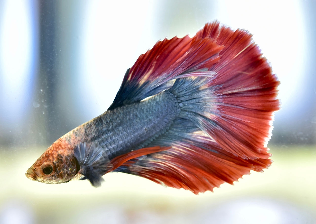 ปลากัดลายธงชาติ