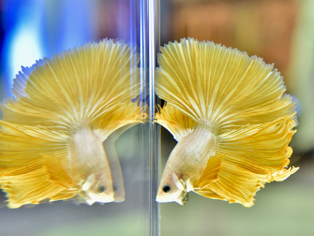 ปลากัดสีทอง