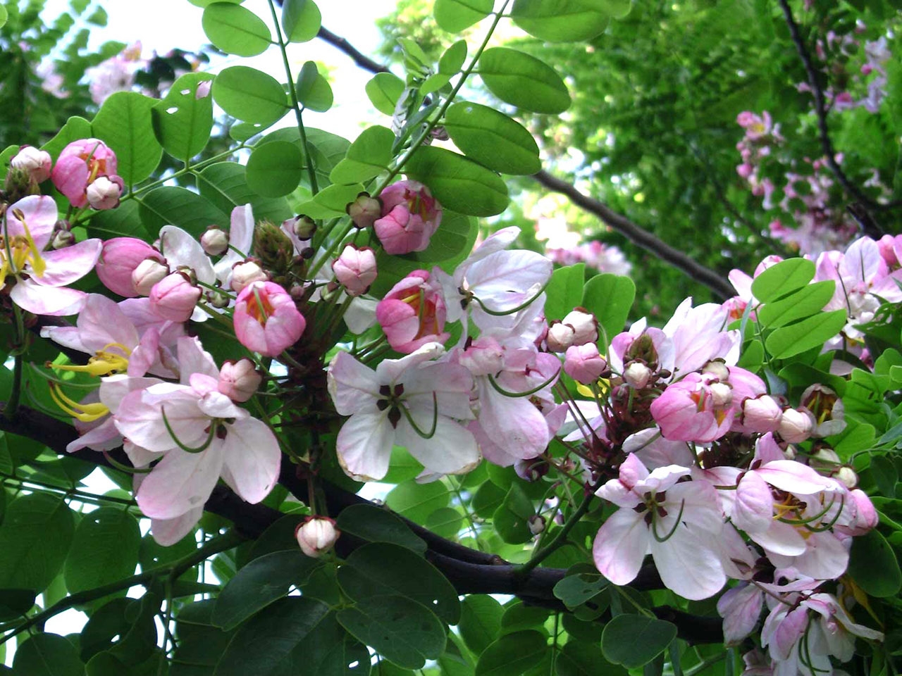 ชัยพฤกษ์ (Cassia javanica)