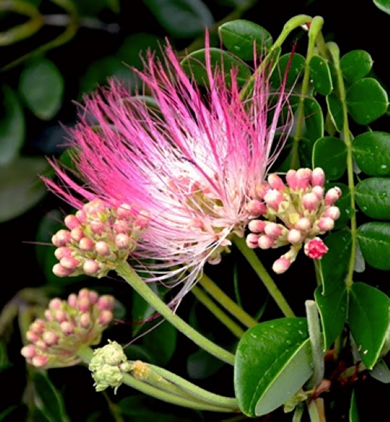 ก้ามปู (Albizia saman)