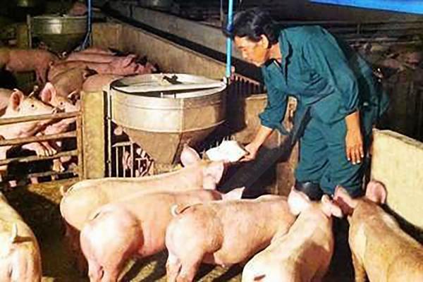ให้อาหารหมู