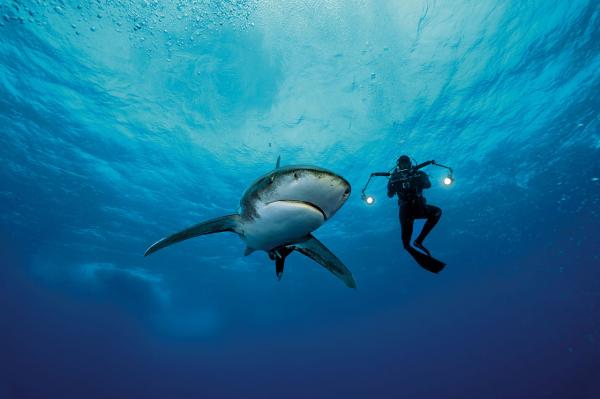 โจ โรเมโร ผู้สร้างภาพยนตร์ จับภาพระยะใกล้ของฉลามครีบด่างนอกชายฝั่งเกาะแคต ประเทศบาฮามาส ชื่อเสียงของฉลามชนิดนี้ในฐานะนักฆ่าจอมตะกละตะกลามเป็นการพูดเกินจริง แต่นักดำน้ำยังต้องอาศัยความกล้าหาญในการเผชิญหน้ากับพวกมัน