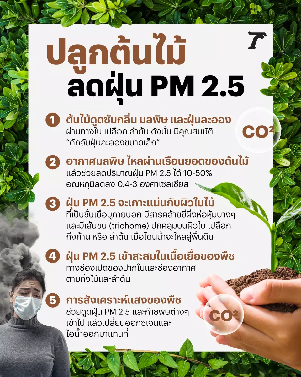 รายชื่อต้นไม้ ลดฝุ่น PM 2.5 “ศศิน” ชี้ 10 ปีไม่จาง ปลูกบ้านใครบ้านมัน!
