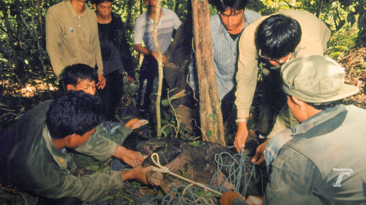 มองผ่านเลนส์ชีวิต สืบ นาคะเสถียร “ผมขอพูดในนามของสัตว์ป่า”
