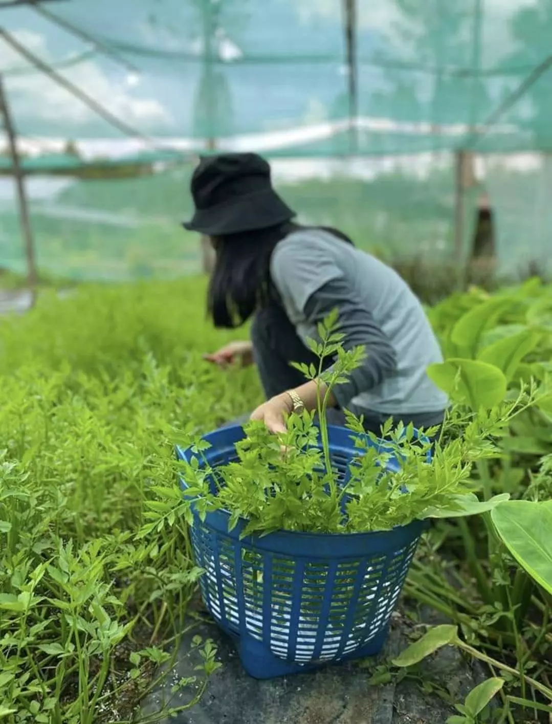 พืชน้ำทำเงิน 1 ไร่ รายได้ 30,000 บาท ปลูกผักหายาก ให้ตลาดเข้าหา