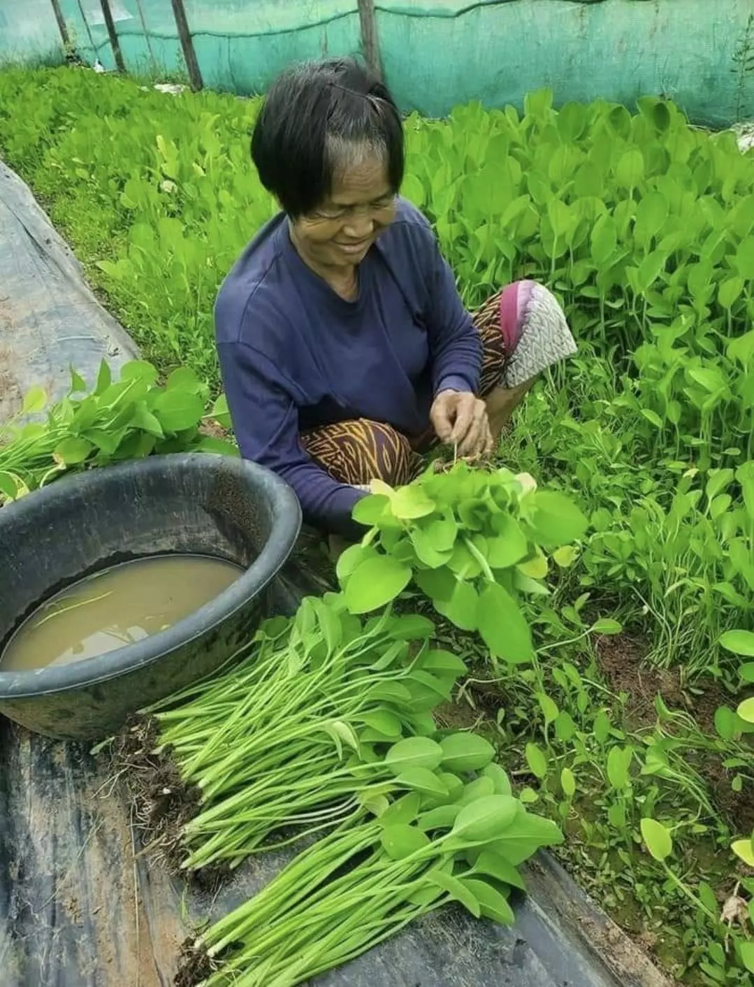 พืชน้ำทำเงิน 1 ไร่ รายได้ 30,000 บาท ปลูกผักหายาก ให้ตลาดเข้าหา