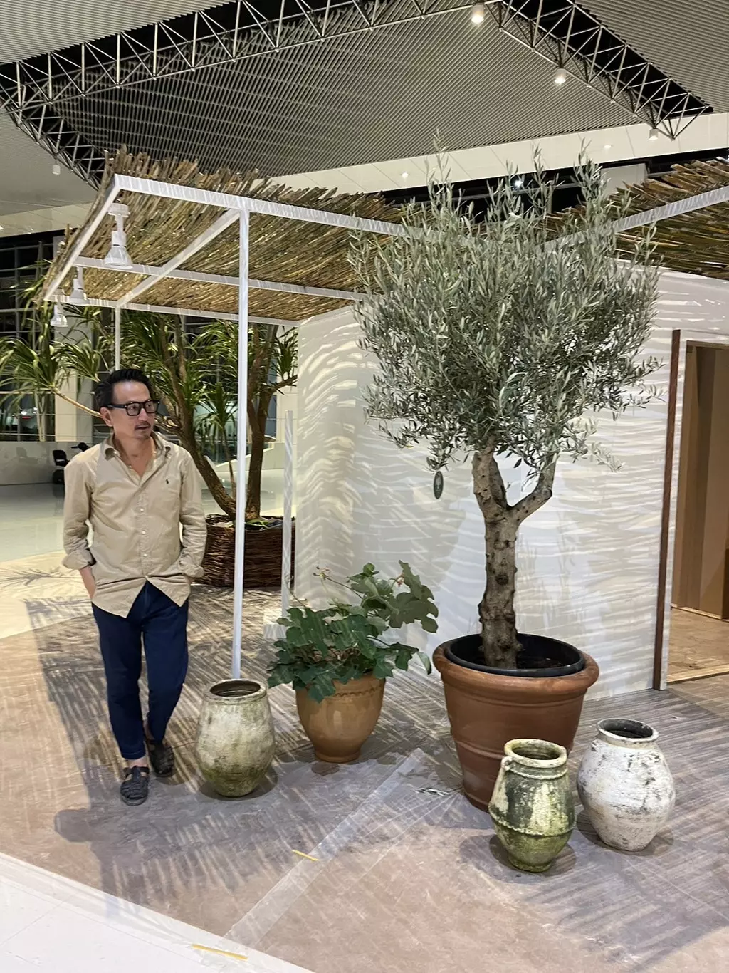 'มะกอกโอลีฟ' ต้นไม้เทพพันปี แรร์ไอเทม เทรนด์เจ้าสัวราคาหลักล้าน! 