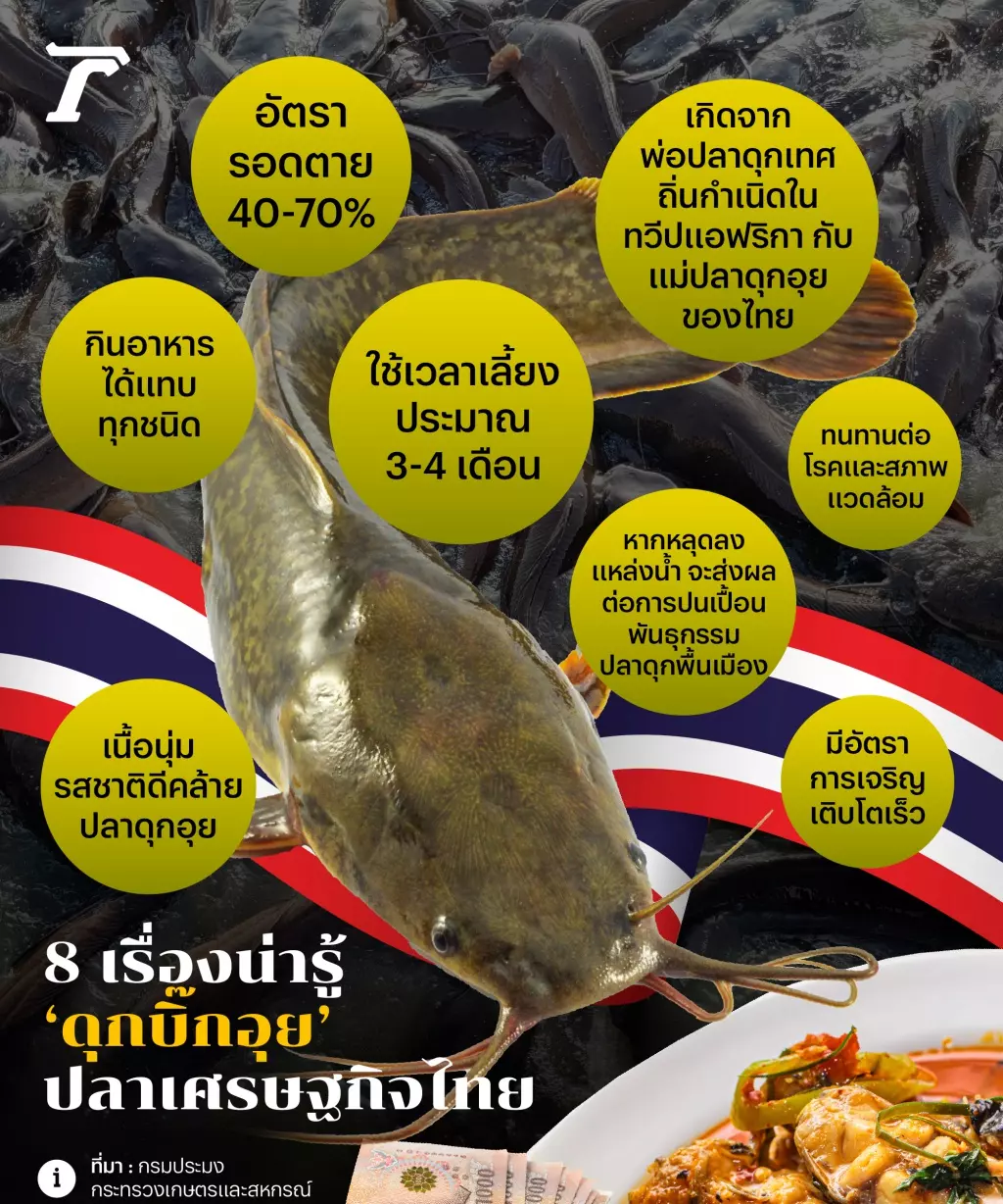 'ดุกบิ๊กอุย' และถิ่นที่อยู่ ที่มาของปลาลูกผสมรสชาติถูกปาก 