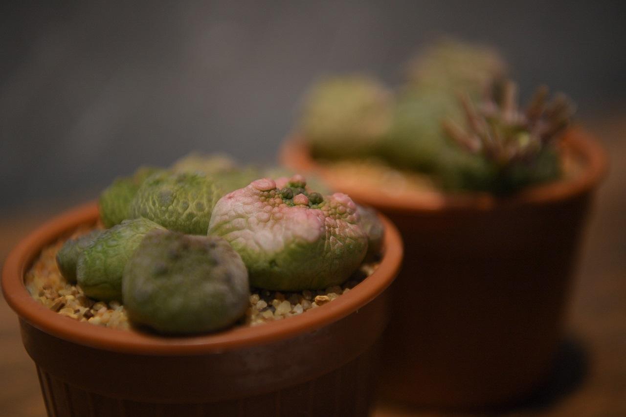 Pseudolithos cubiformis f. variegata